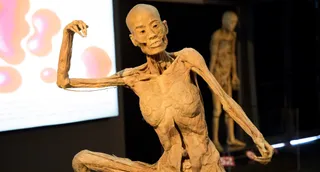 Exposición Human Bodies