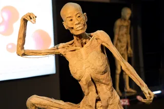 Exposición Human Bodies