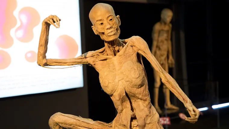 Exposición Human Bodies