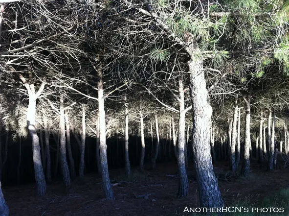 Bosque Collserola, Barcelona